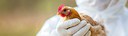 Grippe aviaire : rappel des mesures de précaution
